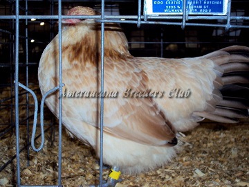 SC District 2014 BB Wheaten Pullet